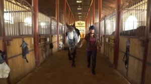 Конеферма "Lusitano Horse"