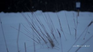 Тест Canon 600D 50mm f1.8.m2t Видео