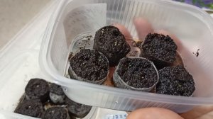 Эустома долго не всходит.В чём причина?Мои эустомы всзошли на 9-й день!20 декабря 2021г