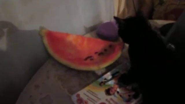 Мой ласковый всеядный зверь смотреть онлайн