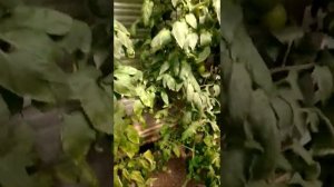 розовый томат.Второй оборот.Начало массового сбора.