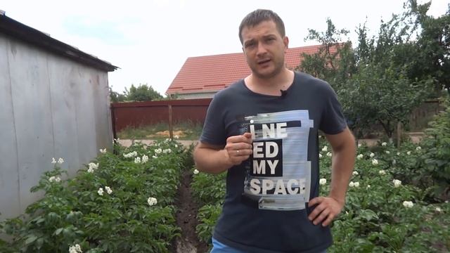 САМЫЙ ЭФФЕКТИВНЫЙ ПОЛИВ КАРТОФЕЛЯ: сроки и как правильно поливать картошку в огороде