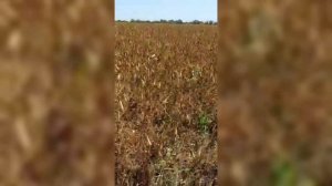 ПРОВЕРЕНО: ГОРОХ НОРДМАН УСТОЙЧИВ К ЭКСТРЕМАЛЬНОЙ ЗАСУХЕ