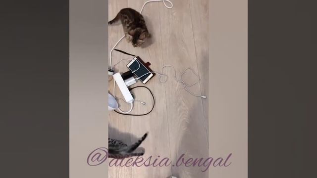Как отучить котенка грызть провода? Котенок бенгальской кошки