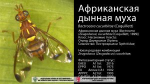 Африканская дынная муха (Bactrocera cucurbitae (Coquillett))