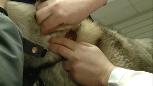 взятие крови из ярёмной вены