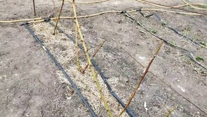 Проверка капельного полива после зимы.