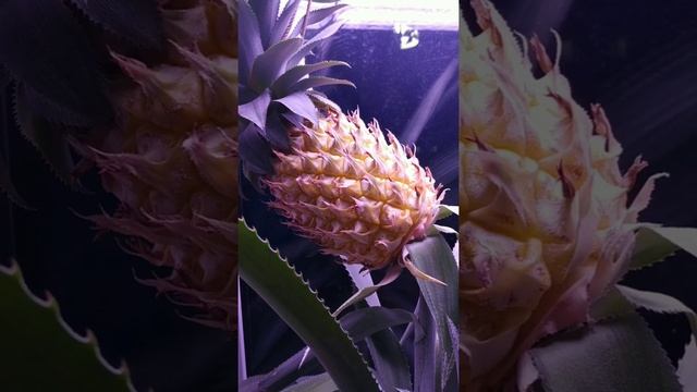 Ананас, выращивание на подоконнике. смотреть онлайн