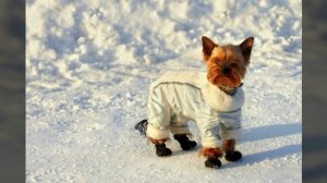 Как приучить собаку к туалета ?