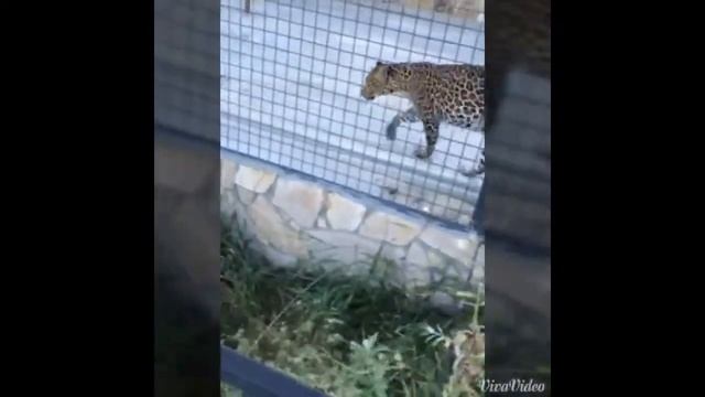 Сафари парк ТАЙГАН, Крым смотреть онлайн