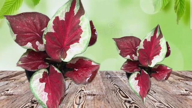 Thai caladium beauty's #thaicaladium #caladium смотреть онлайн