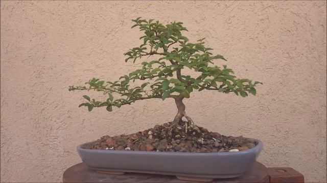 Bonsai 360° Ligustrina (Ligustrum Ovalifolium) смотреть онлайн