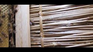 Топ самых удивительных мест обитания пчёл. Интересное видео про пчел.