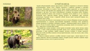 Красная книга животных Подмосковья