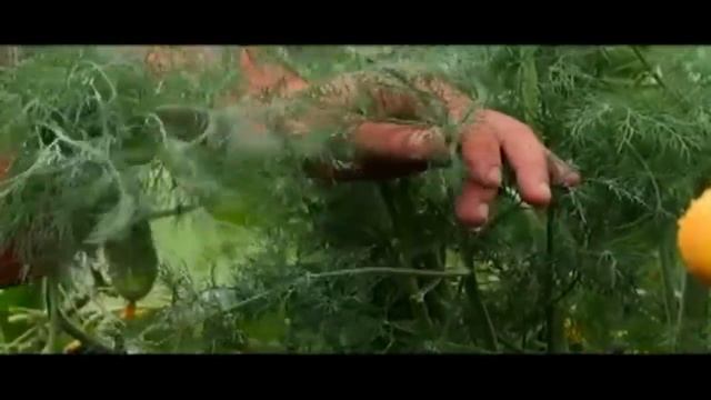 Укроп Владыка в теплице... смотреть онлайн