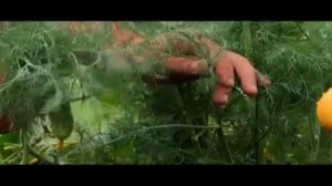 Укроп Владыка в теплице...