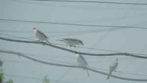 Сорокапут.Самые маленькие хищники- птицы.