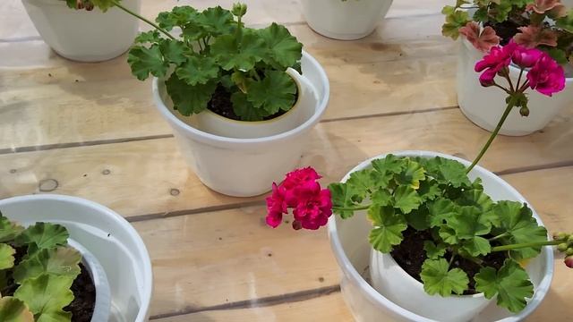 #575.Цветение пеларгонии в разгар лета? смотреть онлайн