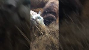 Стойловое содержания овец , ягнение овец.