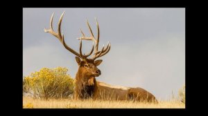 Зачем олени и лоси каждый год отращивают и сбрасывают рога?