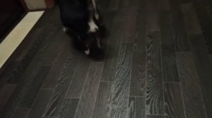 ЧИХУАХУА ?ВЯЗКА СОБАК ?????