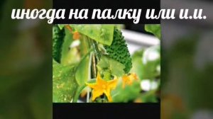 Где растут овощи и фрукты