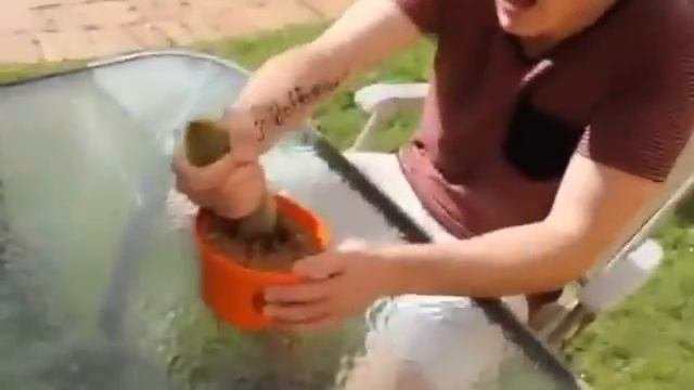 Почему не надо брать кактус руками