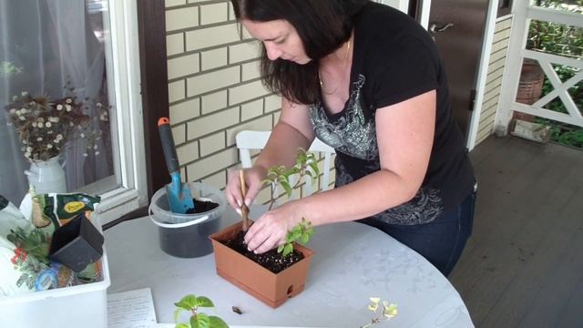 Как сажать черенки ампельных растений (фуксии, гелихризум, герань)??? МОЙ ОПЫТ !!!! смотреть онлайн