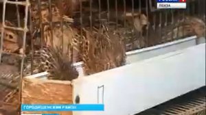 В Пензенской области выращивание перепелов приобрело большую популярность