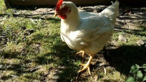 Курица несущая по два яйца сразу Chicken carrying two eggs at once