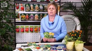 F1 Семена огурцов ? Огурец - лучшие сорта ? Сад и огород с   Хитсад