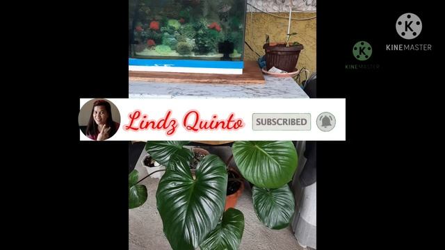 My homalomena plant смотреть онлайн