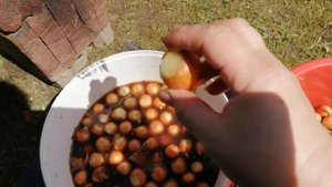 Обрезаю лук семейку под посадку