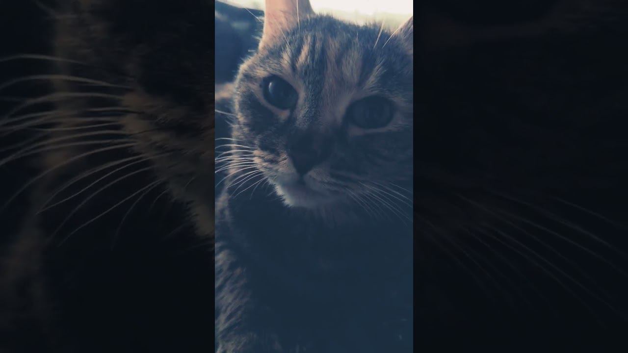 Мурчание моей кошки  #животныедома #котики #shorts