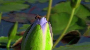 City of San Angelo International Water Lily Collection