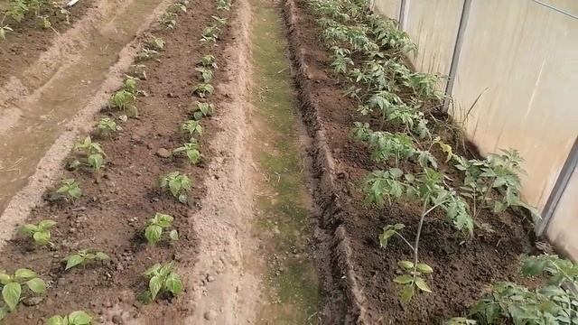 ВЛОГ Наша дача в конце мая 2023 Что растет смотреть онлайн