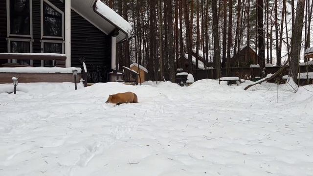 Алиса - лиса. Такого нет ни в сарае ни в вольере смотреть онлайн