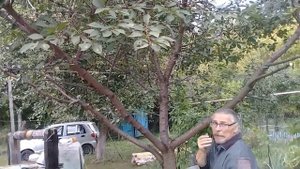 Наш САД ! Как обрезать вишню ? Цветы на участке