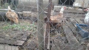 рабочий селезень