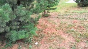 Полынь в баню для аромата. Полынь горькая. Мята перечная. Банный мужской клуб