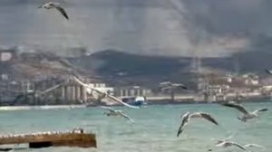 Черноморская чайка