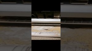 Хобби. Перепелки в квартире. Обзор клетки Удачный фермер.