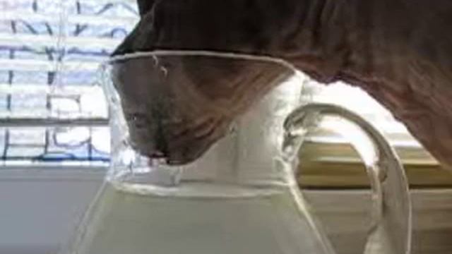 Кошка пьет воду 2 смотреть онлайн