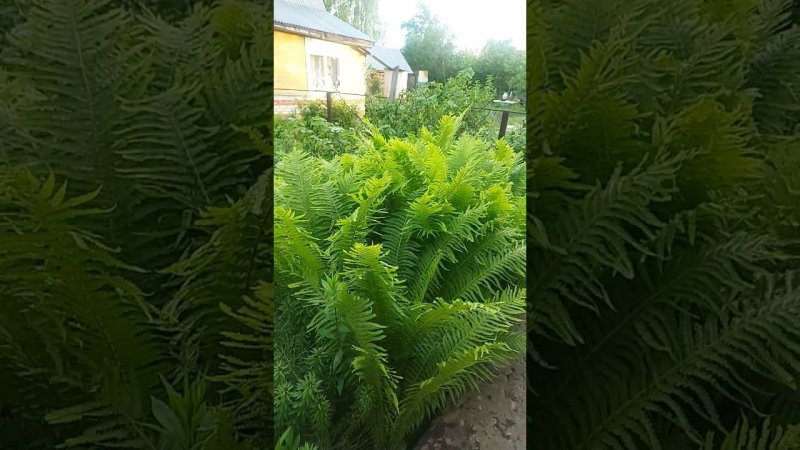 Нереально огромный куст папоротника