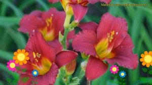 Лилейник гибридный Руби Стелла. Краткий обзор, описание характеристик hemerocallis Ruby Stella