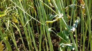 Как получить урожайность рапса  50 ц/га