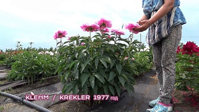 Гламурный розово-сиреневый пион QUEEN BEE / Сад Ворошиловой