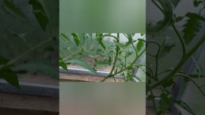 Уход за томатами, и перцами в теплице.