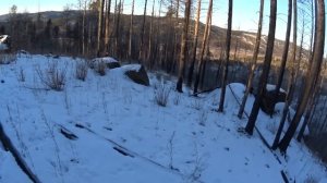 В поисках косули.Охота на косулю 2022 г