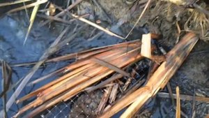 Ловля ондатры/промысел мордами/